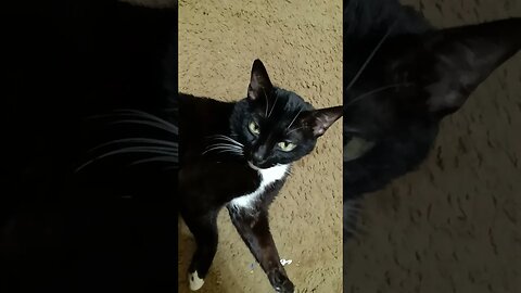 cat being a cat #shortsfeed #shortsvideo #kittycat #catvideos #cat
