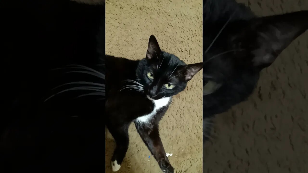 cat being a cat #shortsfeed #shortsvideo #kittycat #catvideos #cat