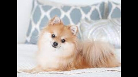 The Top 10 CALMEST DOG BREEDS🐶