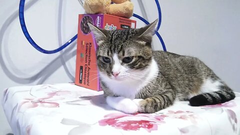Cat Sits on the Table