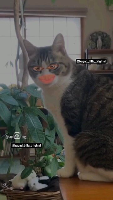 cute cat abusing iPhone user