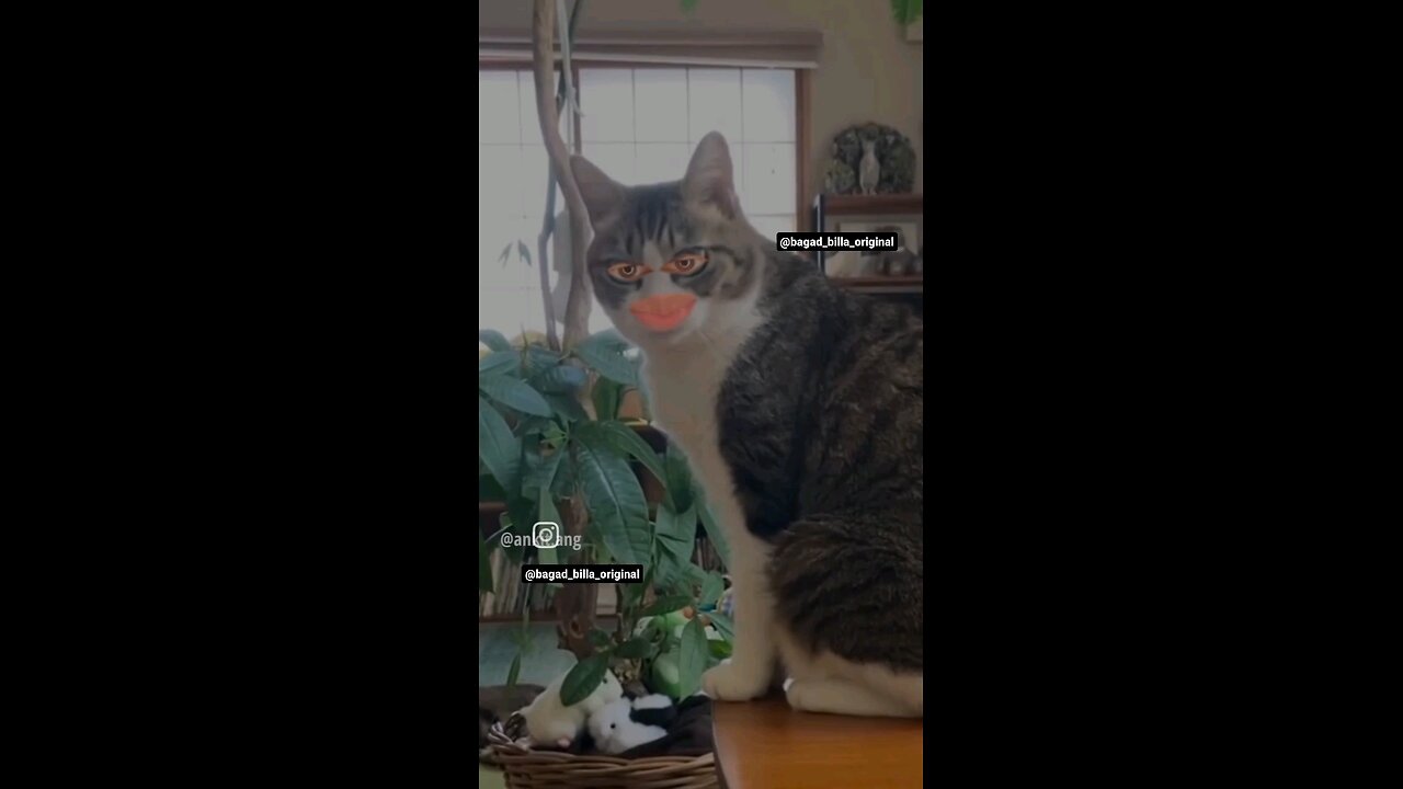 cute cat abusing iPhone user