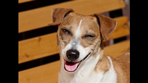 Funny Dogs Will Make You Laugh latest 2022