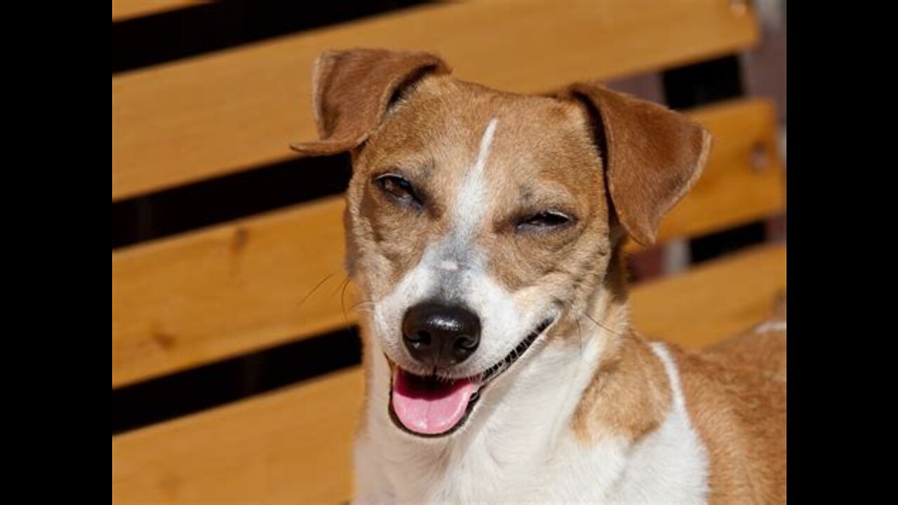 Funny Dogs Will Make You Laugh latest 2022