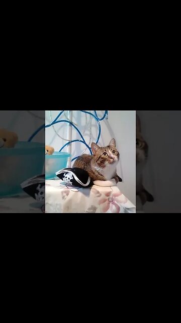Pirate Cat Put His Hat Away #shorts