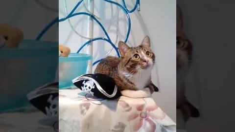 Pirate Cat Put His Hat Away #shorts
