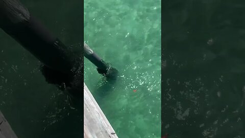 SUPER EFFECTIVE PIER FISHING RIG‼️