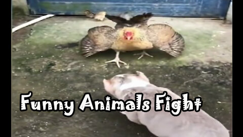 Rooster Vs Dog Fight - Funny Animals Fight