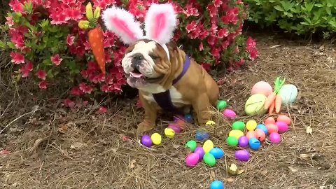 English bulldog wins contest to be next Cadbury 'bunny'