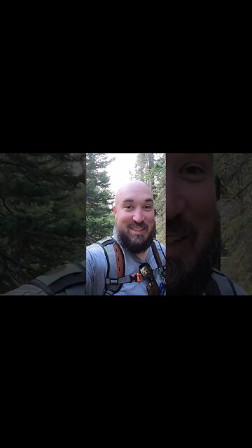 We spotted a WILD MOOSE!