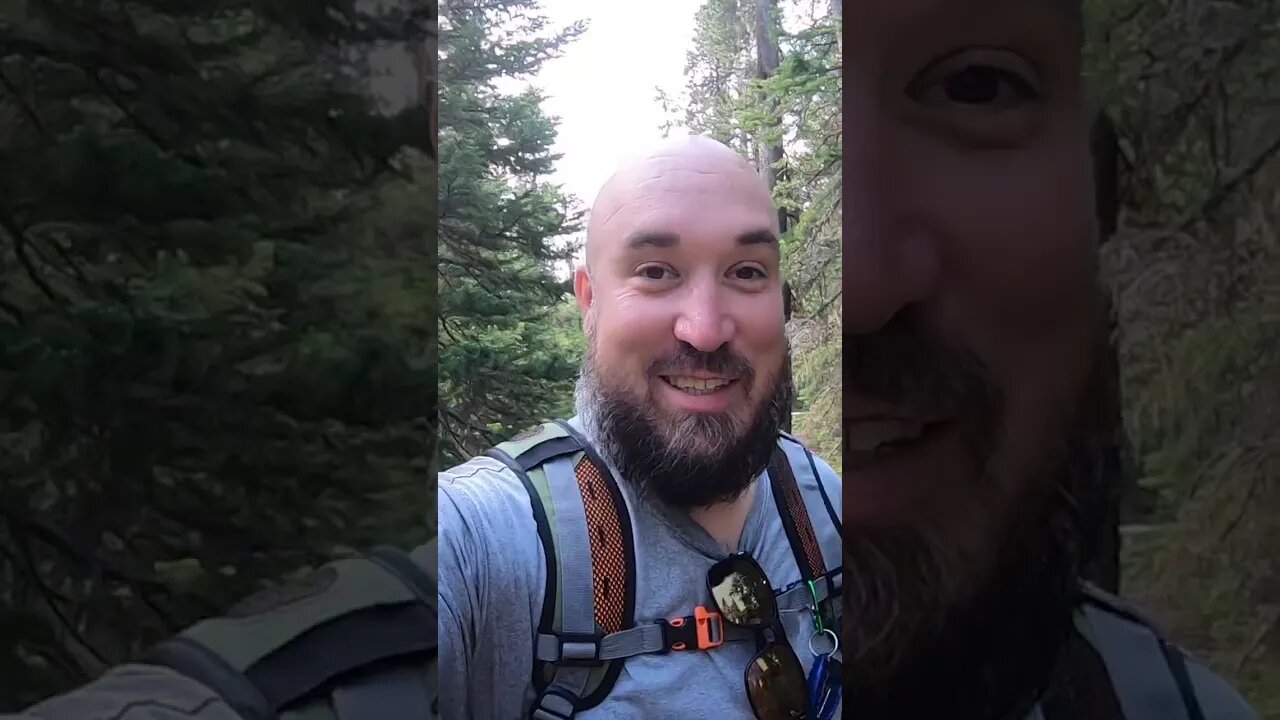 We spotted a WILD MOOSE!