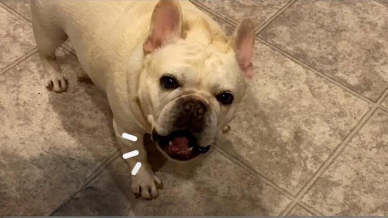 Stubborn Frenchie Hilariously Argues With Mom For 3 Hours Over Dinner | The Dodo