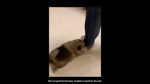 Is a dog better than a mop? Funny Dog Compilation Video