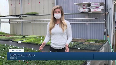 Larry's Bellevue Gardens plants geraniums in preparation for Mother's Day