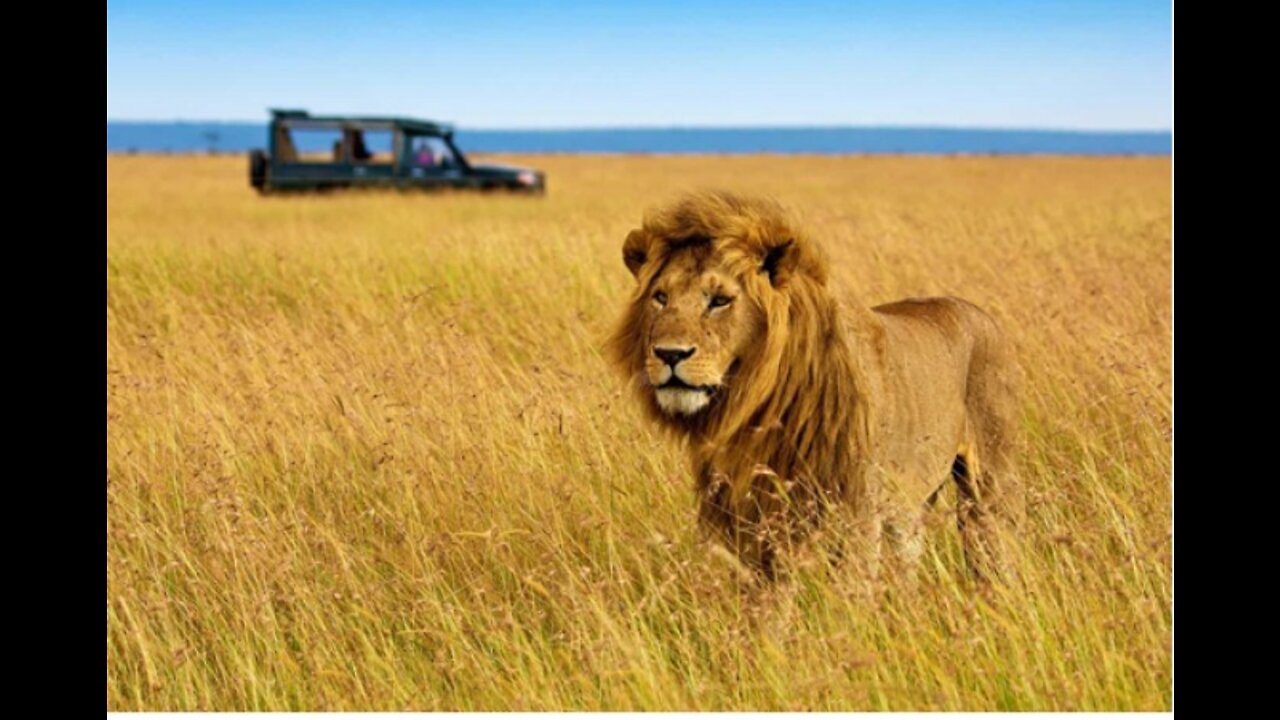 Wildlife Video | Animals Video | Best Animals compilation | Forest A