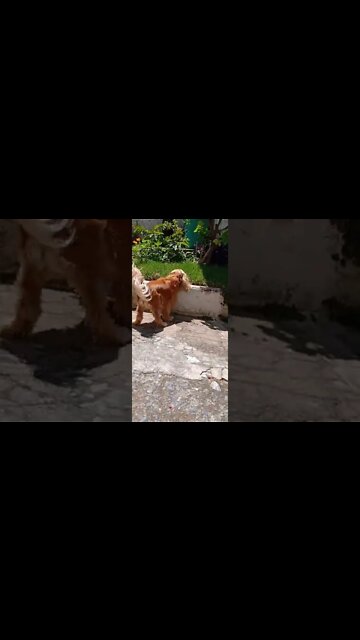 dogworldpet, children, dog world, animals world, dog, doglove, dog life, animals, nature, flowers, kids, news, tv, intertainment