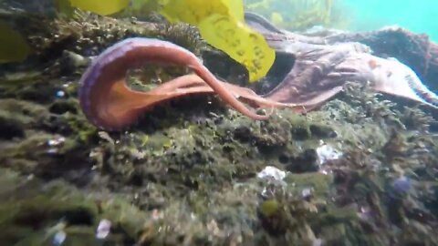 Free Diving for Giant Pacific Octopus in Sitka, Alaska-1