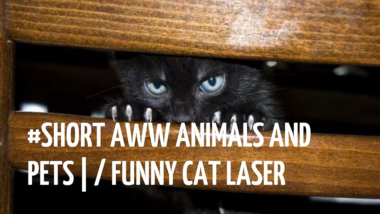 #Short Aww Animals and Pets | / Funny cat laser