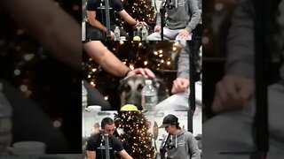 DOG INTERRUPTS SHOW #shorts