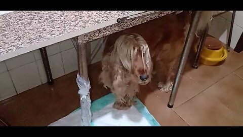 #dogshow , #animals , #dogs, #shorts