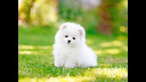 Cute Nice beautiful Puppy