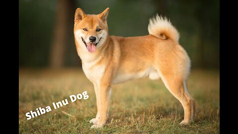Shiba Inu Dog with his Friend