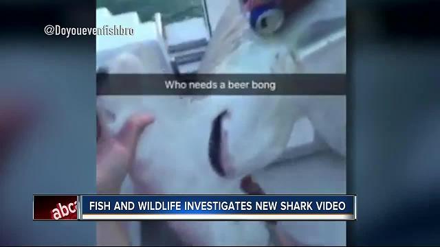 FWC investigating second shark abuse video that shows beer getting poured into hammerhead’s gills