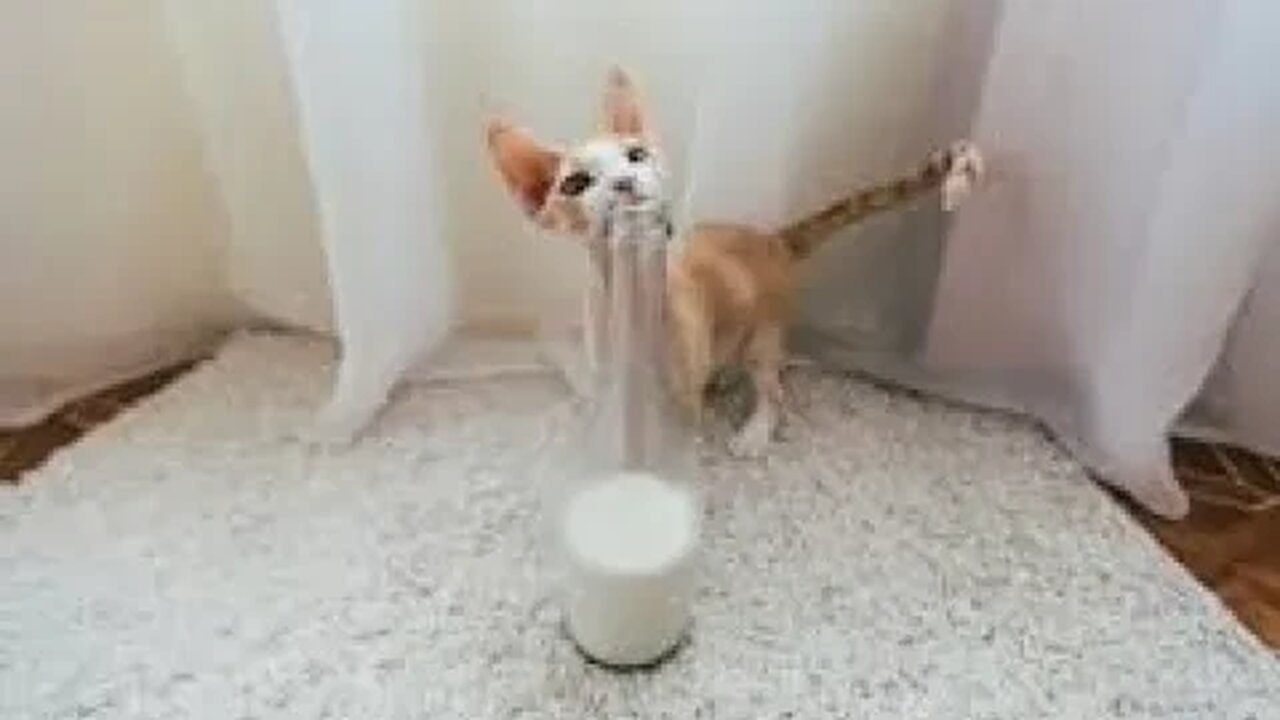 Funniest Animals 🐘 - Awesome Cats And Dogs 🙀🐶 Funny Animals -