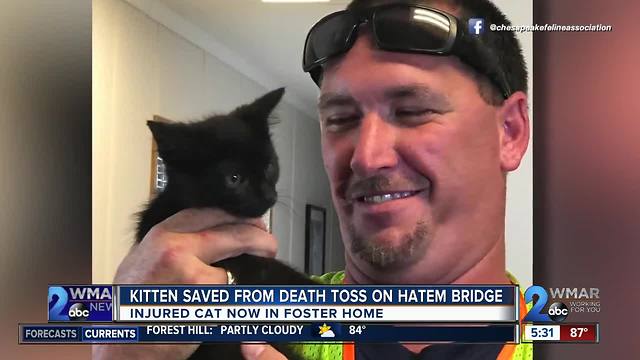 Kitten saved from death toss on Hatem Bridge