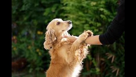 Weird Dog Behaviors