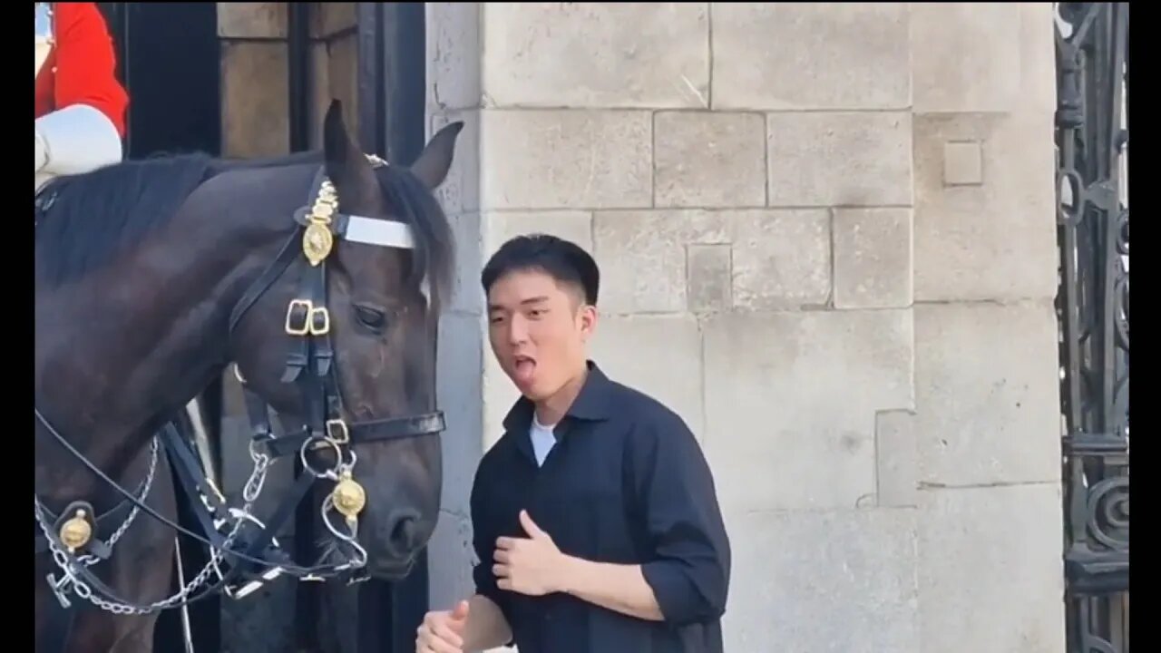 Horse not impressed #horseguardsparade