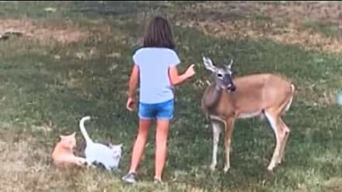 Conheça a menina encantadora de animais nos EUA