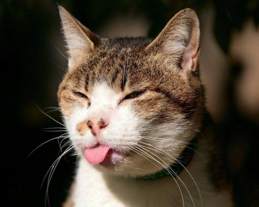 Funny and Cute Cat's Life 👯😺 Cats and Owners are the best friends Videos