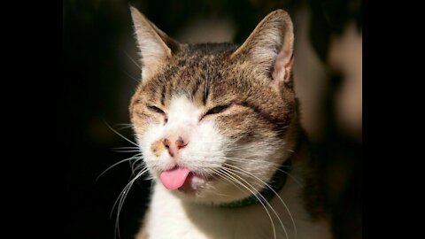 Funny and Cute Cat's Life 👯😺 Cats and Owners are the best friends Videos