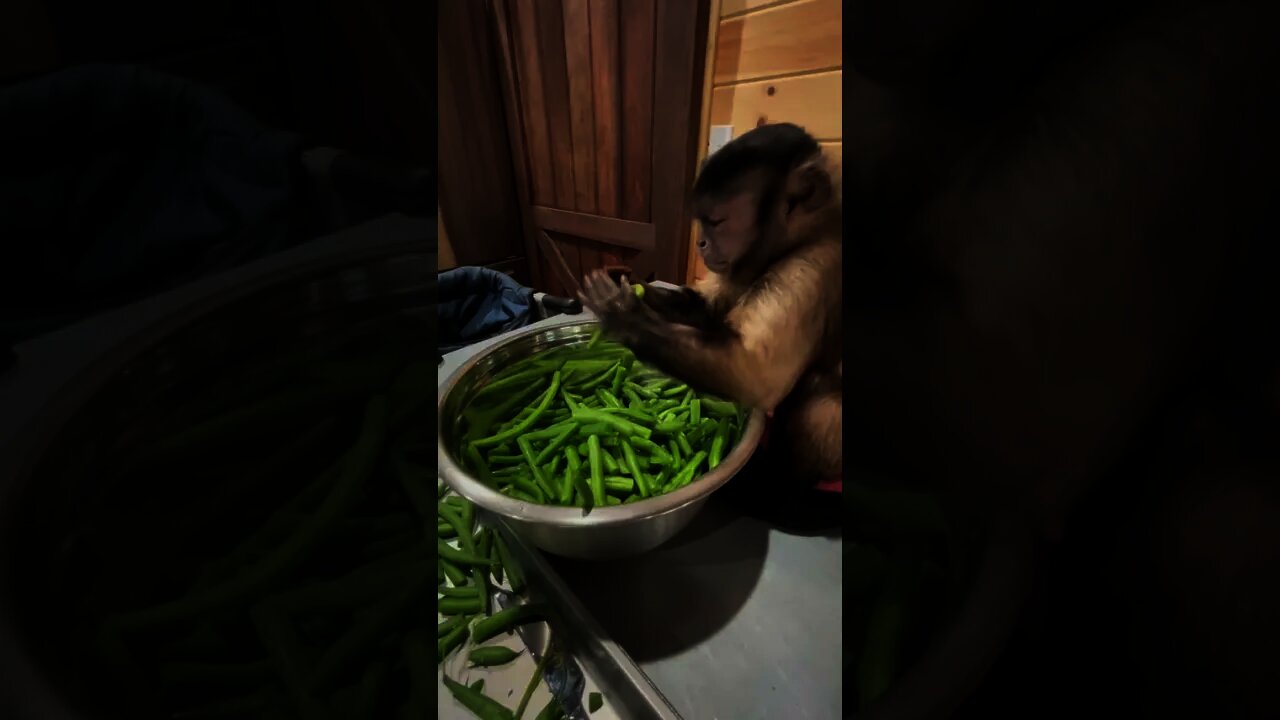 Bean Snapping