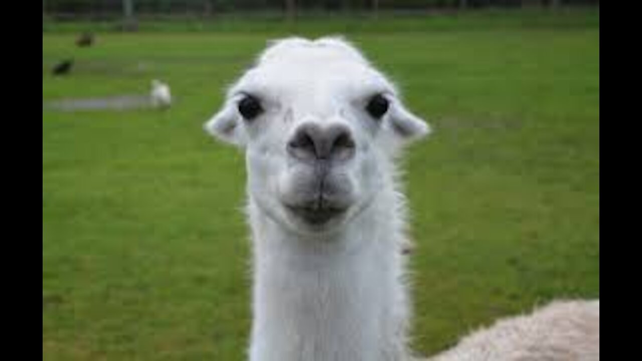 Llama spits in kid's face