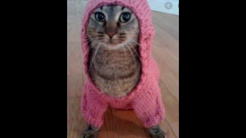 Humor video between cats and dogs 😁 !! I can't stop laughing anymore !😆😅😂