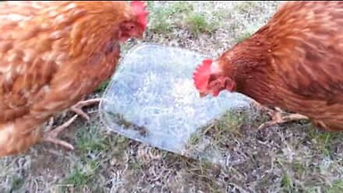Galinhas ficam confusas com pedaço de gelo por cima da comida
