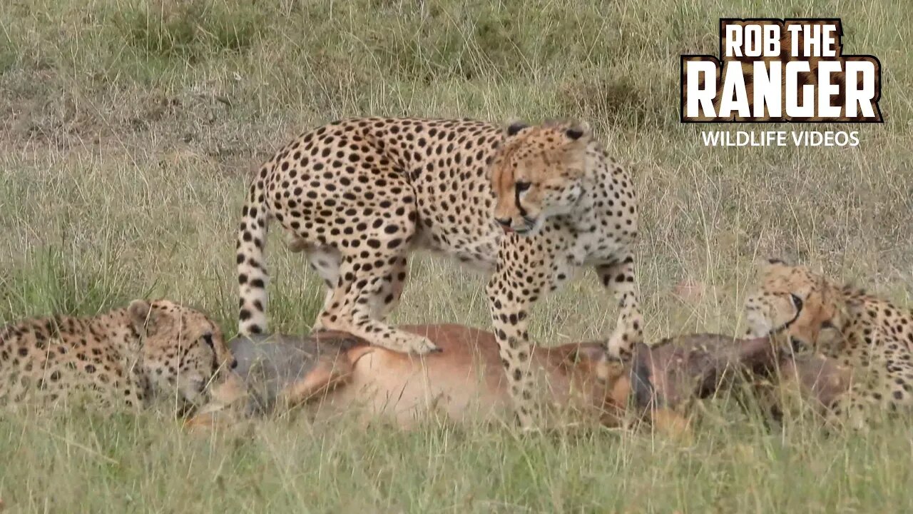 Cheetah Coalition Subdue And Eat A Topi | Lalashe Maasai Mara Safari