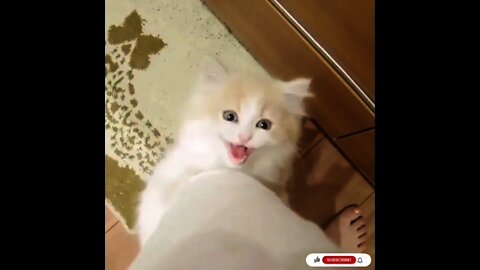 Cat Playing Together