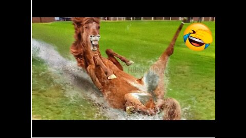 Funny Animal Videos 2022