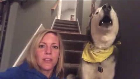 Husky dice 'I love you' alla padrona