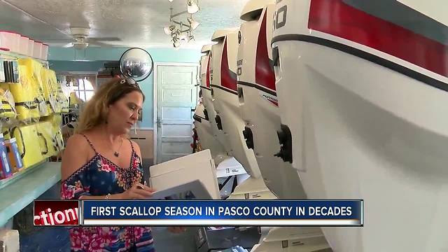 Scallop season returns to Pasco County for first time since 1994