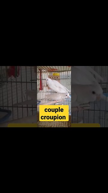 perruche à croupion Blanc