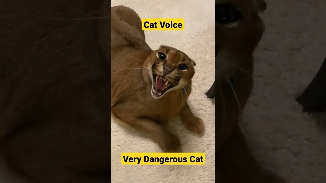 Cat voice||dangerous cat||Animals voice||cat voice video||#GigoX#kitten#cats#Shorts