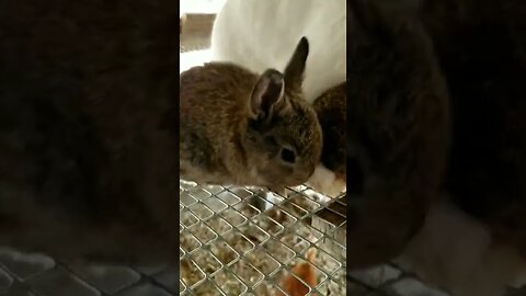 #bunnies #babybunny #bunny #farmanimals #cuteanimals #babyanimals #homesteading #farmlife #cute