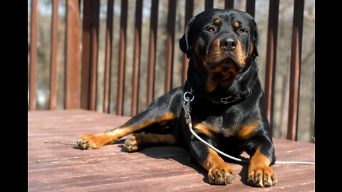 How To Train A Guard Dog Step by Step Tutorial!