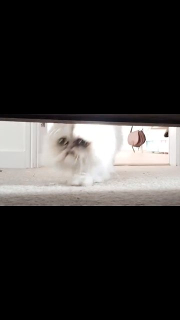 The weird cat is back and scarier than ever