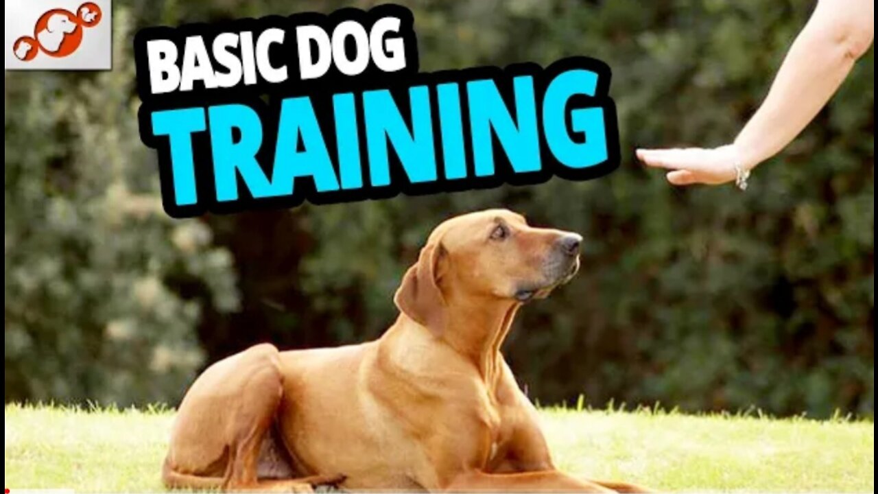 Top 10 essential commands every dog should know !