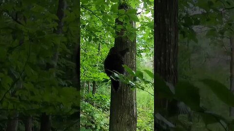 Porcupine attack #wildlife #nature #naturelover #canadianwildlife